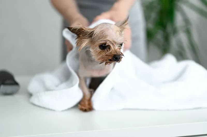 Low-stress grooming for anxious and senior pets by Happy Pets Mobile Grooming