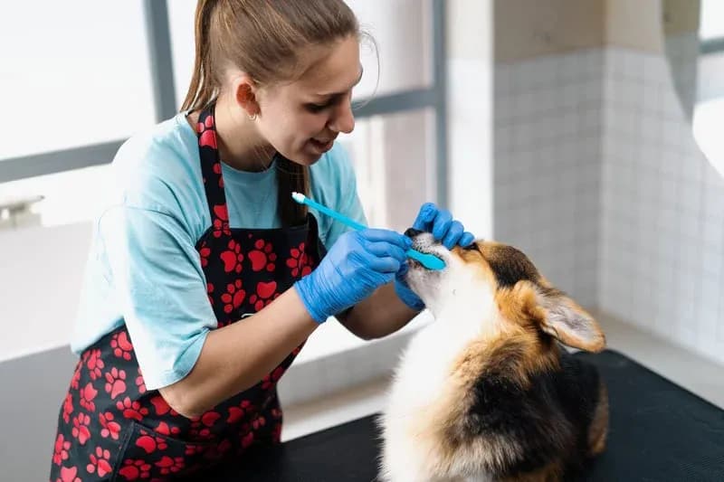 Mobile pet dental cleaning and teeth brushing by Happy Pets in San Jose, CA