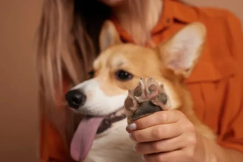 Signs a dog needs a nail trim, guidance from Happy Pets Mobile Grooming in San Jose