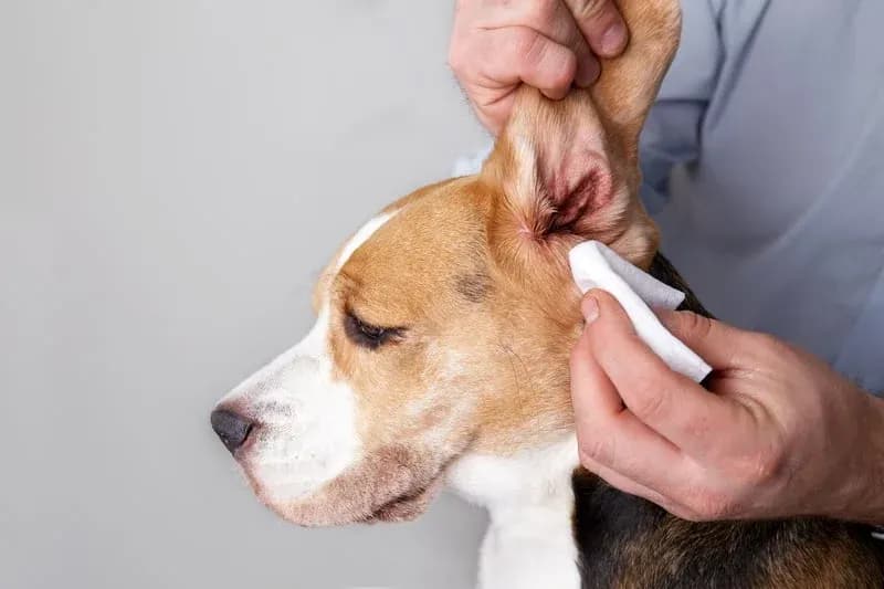 Mobile pet ear cleaning service by Happy Pets Mobile Grooming in San Jose, CA