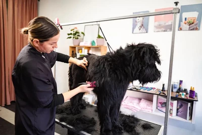 Full professional pet grooming by Happy Pets Mobile Grooming in San Jose, CA