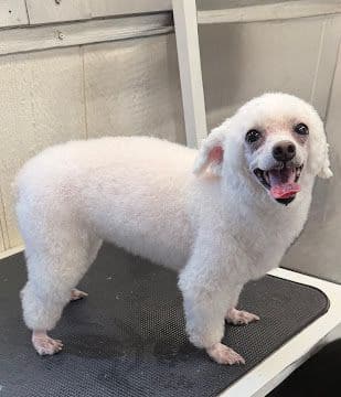 Happy Pets mobile grooming before and after gallery
