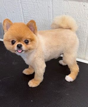 A tan Pomeranian with a neat fluffy trim standing on the grooming table