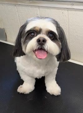 A happy black and white Shih Tzu with a fresh round groom sitting on the grooming table