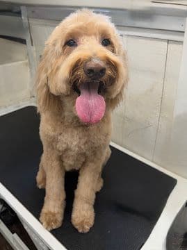 A smiling apricot Goldendoodle with a soft fluffy trim on the grooming table