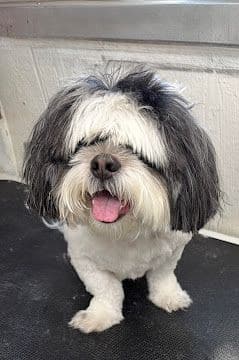A black and white Shih Tzu with a round face trim smiling