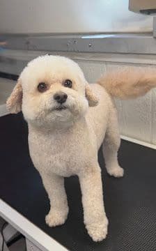 A cream poodle mix with a rounded head groom on the table