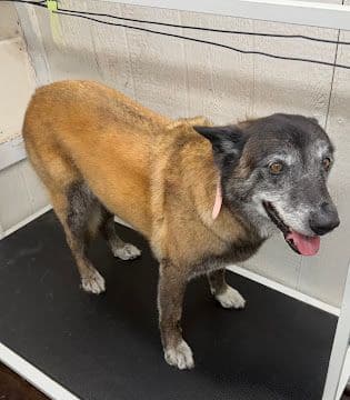 A senior Belgian Malinois with a short coat standing on the grooming table