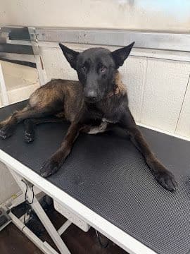 A relaxed black Belgian Malinois lying on the grooming table