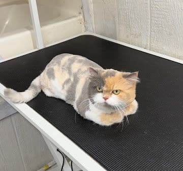 A calico Exotic Shorthair cat with a lion cut lying on the grooming table