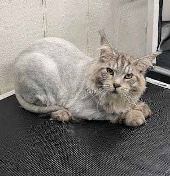 A silver tabby Maine Coon with a full body shave resting on the table
