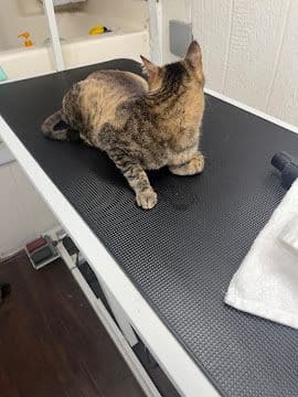 A tabby cat relaxing on the grooming table during a mobile groom