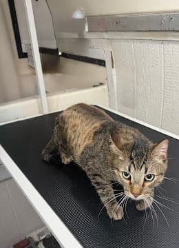 A tabby cat walking on the grooming table inside the van