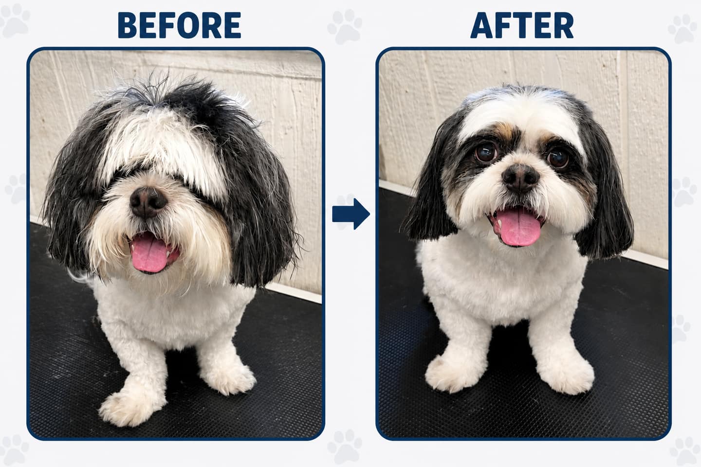 A freshly groomed pet after a Happy Pets mobile grooming session