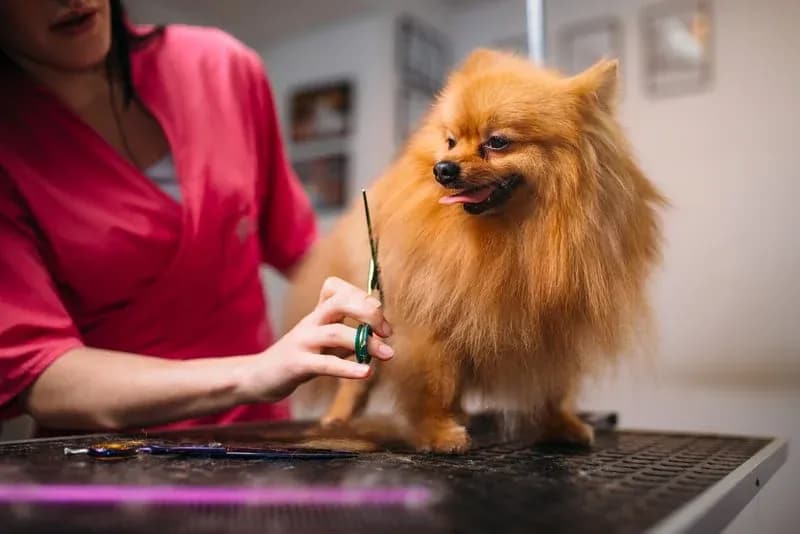 Guide to how often dogs should be professionally groomed, by Happy Pets Mobile Grooming