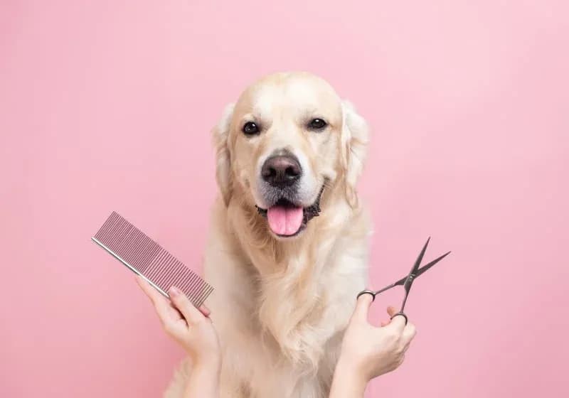 Comparing mobile pet grooming with traditional salon grooming, Happy Pets San Jose