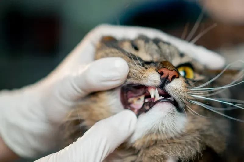 Why pet dental care matters, guidance from Happy Pets Mobile Grooming in San Jose