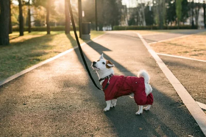 Summer pet coat care advice for Bay Area dogs from Happy Pets Mobile Grooming